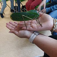 eine riesige Heuschrecke auf den Händen sitzend
