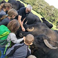 Kinder berühren Wasserbüffel